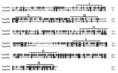 Identification and Functional Characterization of Two Putative Pheromone Receptors in the Potato Tuber Moth, Phthorimaea operculella